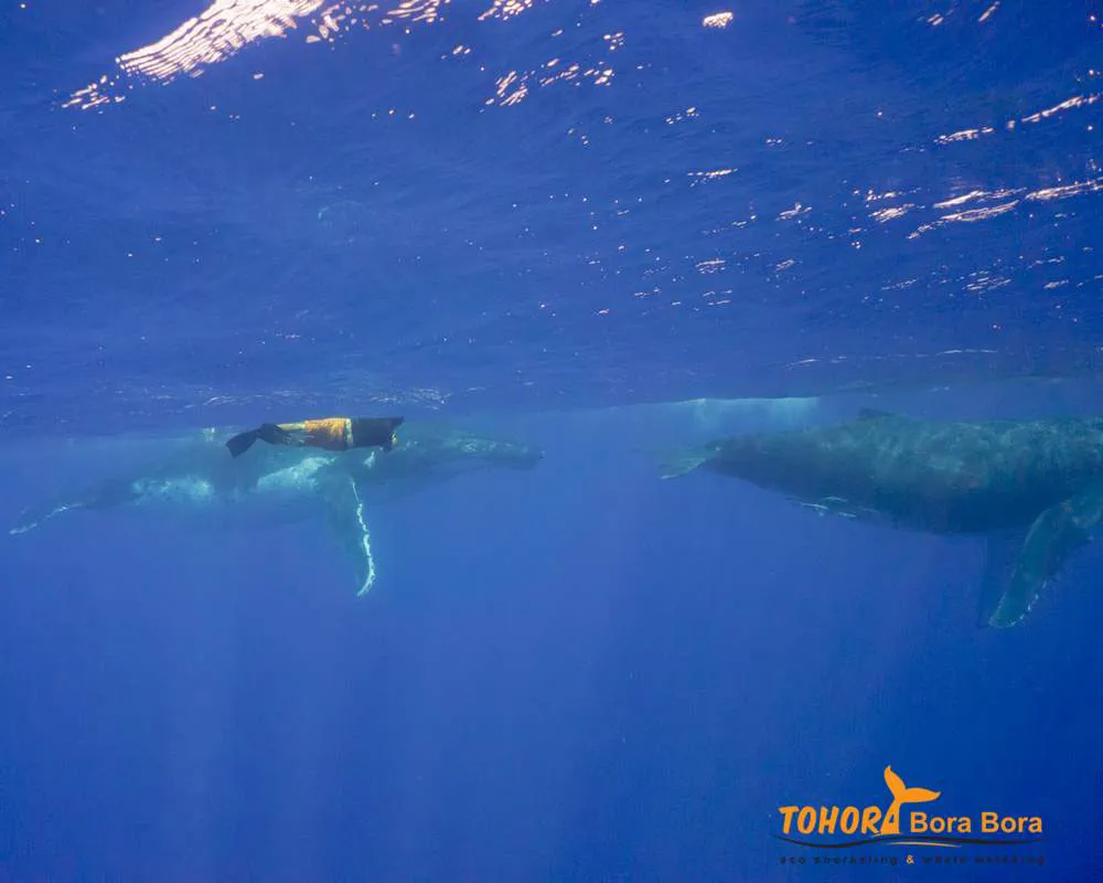 Baleine à bosse rencontre Bora Bora