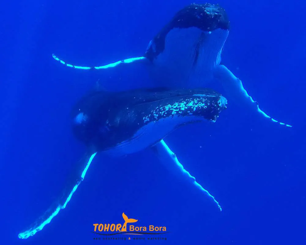 Baleines à bosses Bora Bora tour
