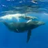 Baleine filmée lors d'un tour