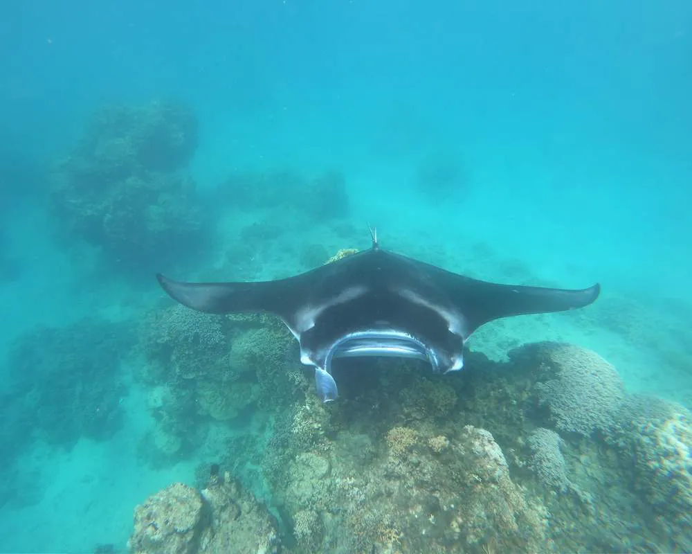 Bora Bora manta raies snorkeling site
