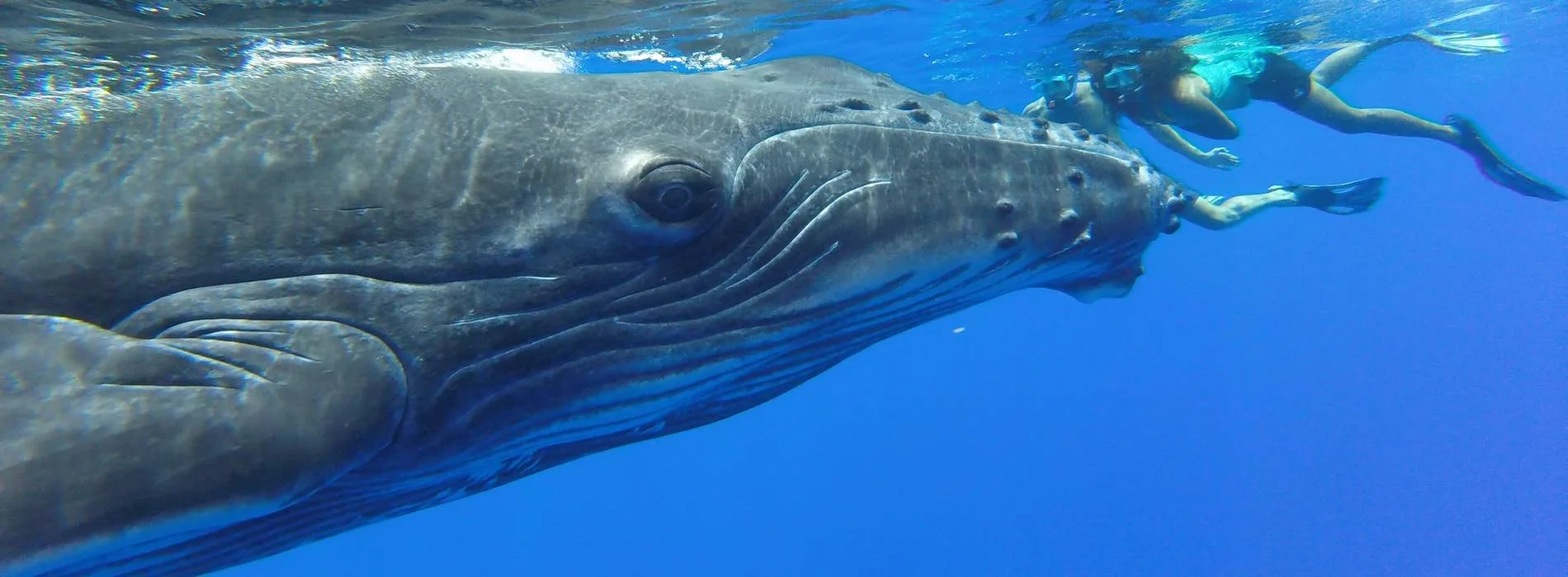 Observation des baleines à Bora Bora avec Tohora