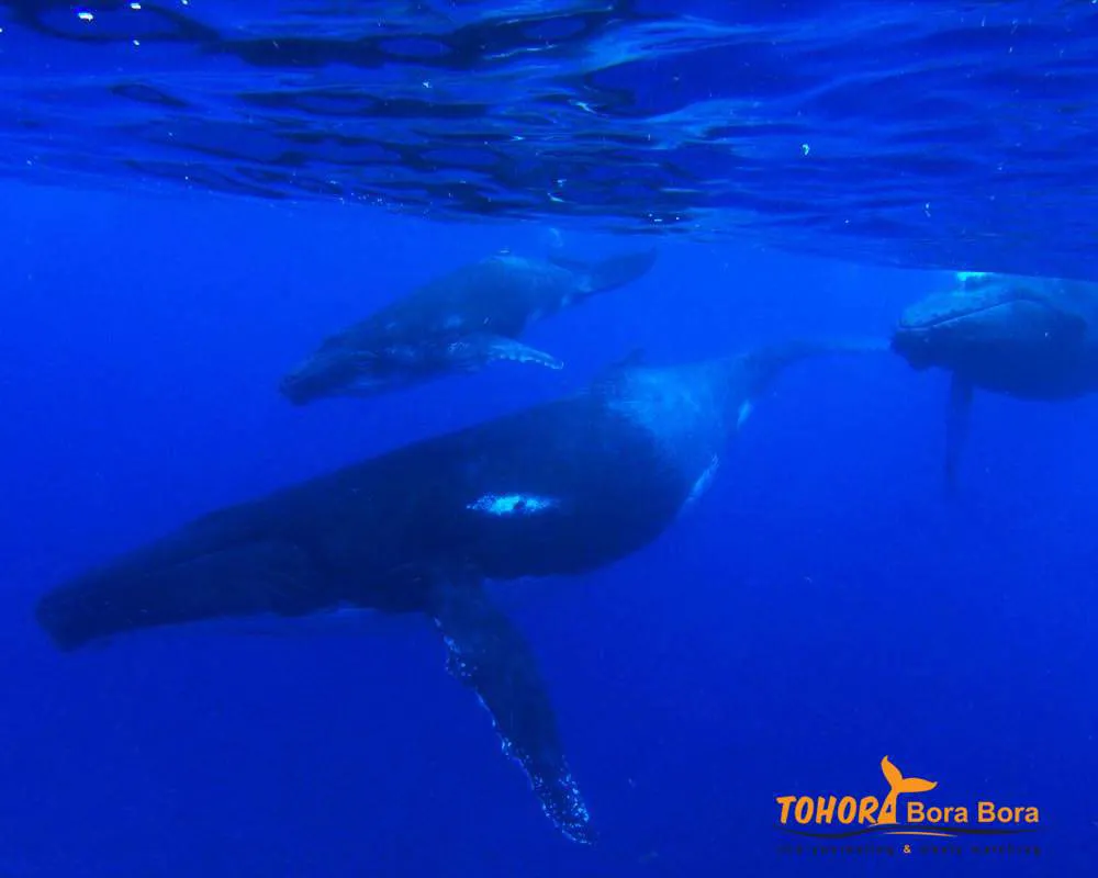 Océan Bora Bora observation baleines