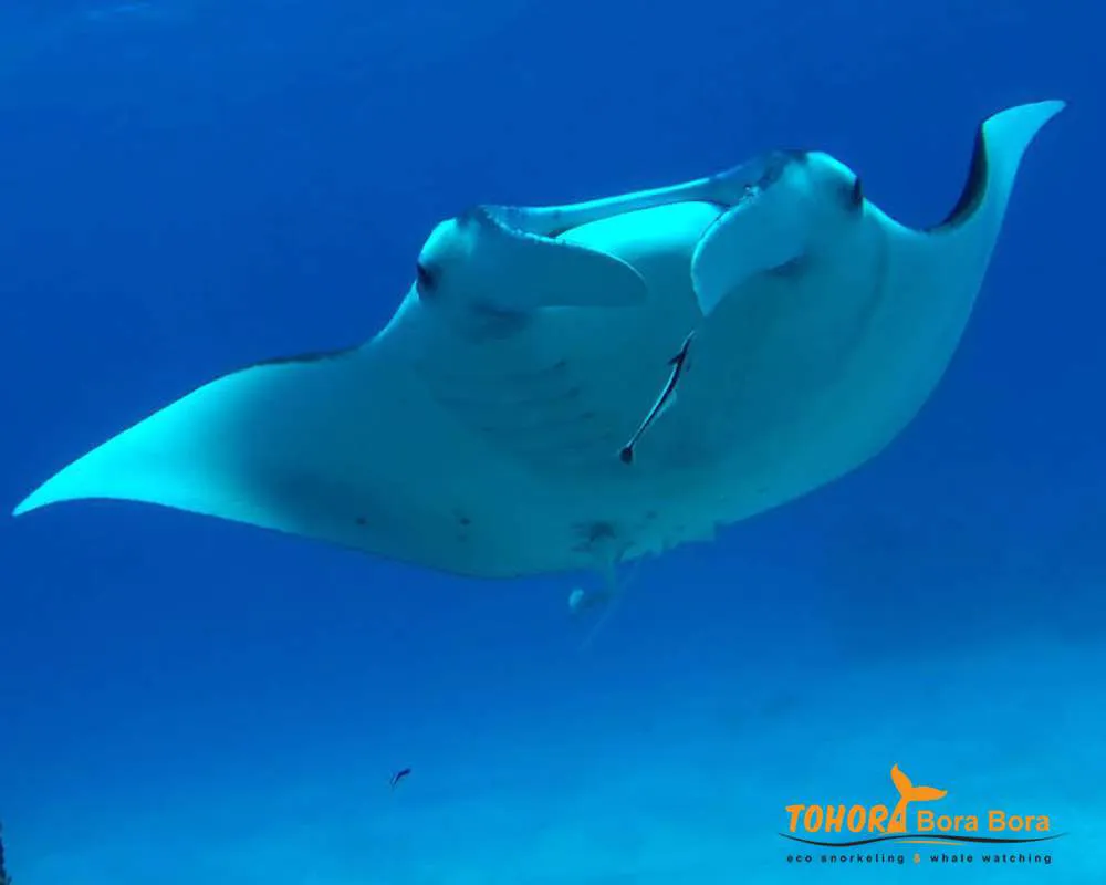 Raies manta snorkeling Bora Bora