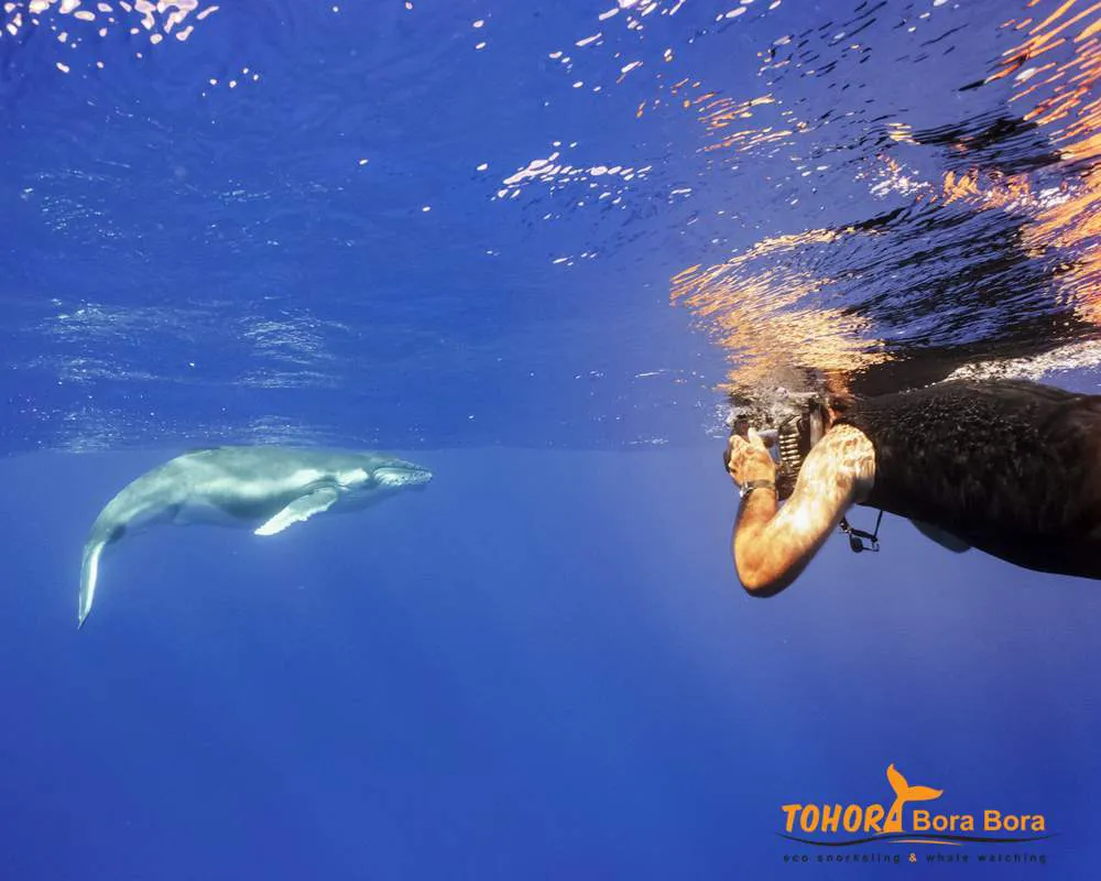 Rencontre baleine à bosse Bora Bora