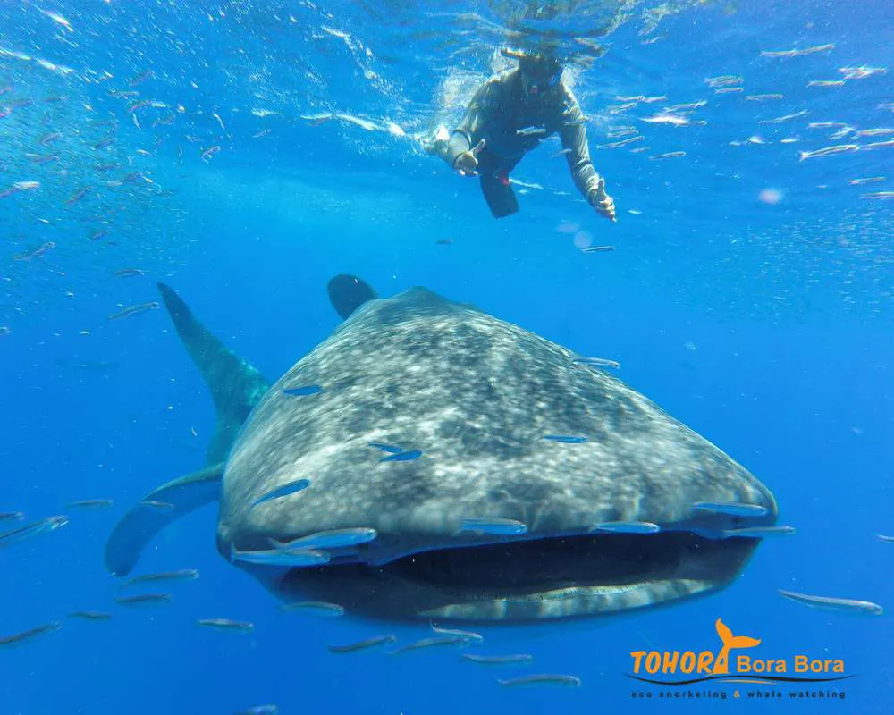 Rencontre requin baleine Bora Bora