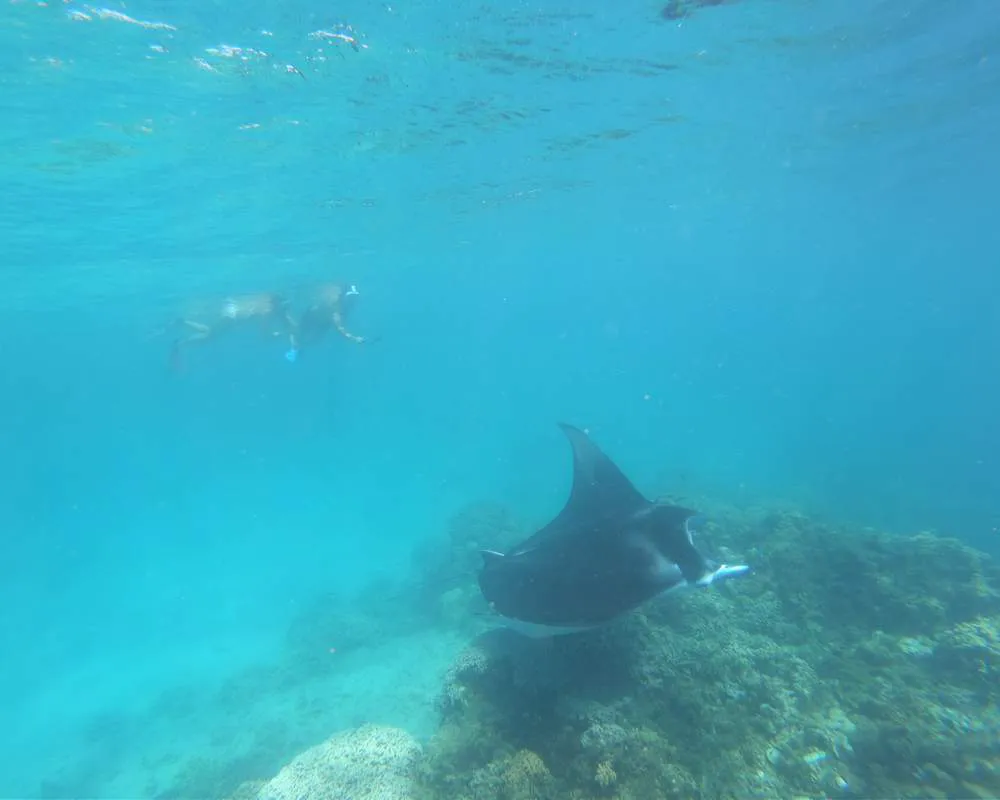 Bora Bora site snorkeling manta raies