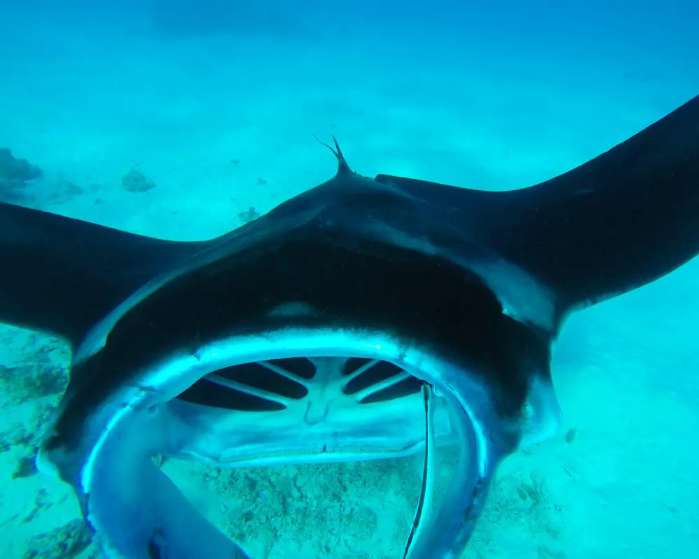 Bora Bora snorkeling site Toopua Nui manta raies