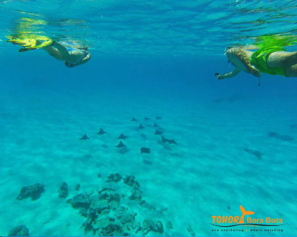 Snorkeling Eco Tours à Bora Bora avec Tohora