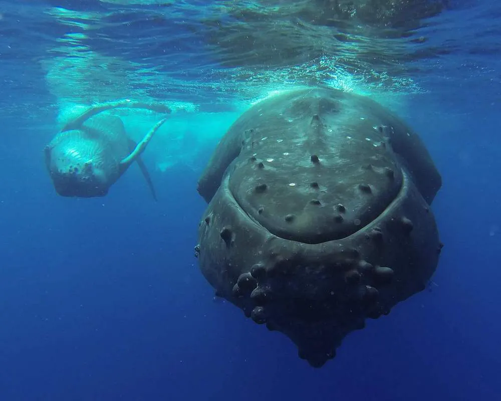 Observation de baleines à Bora Bora