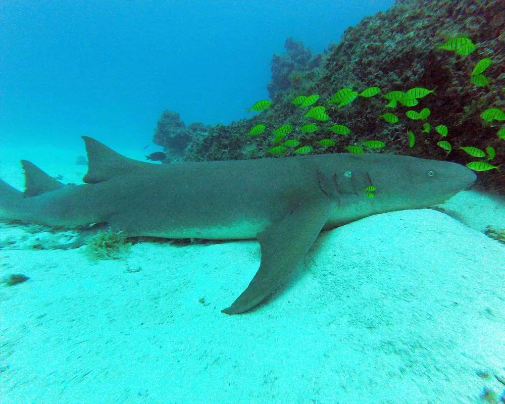 Tour d'exploration des requins