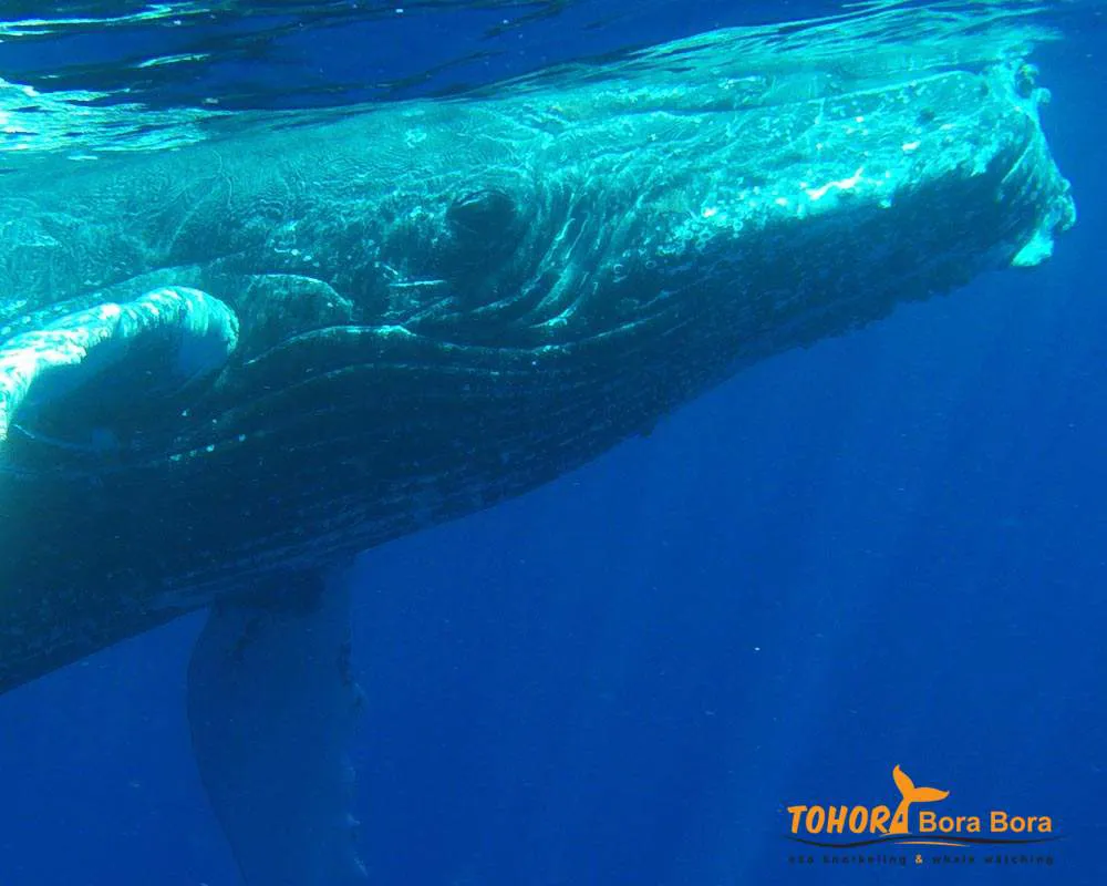 Tour observation baleines Bora Bora