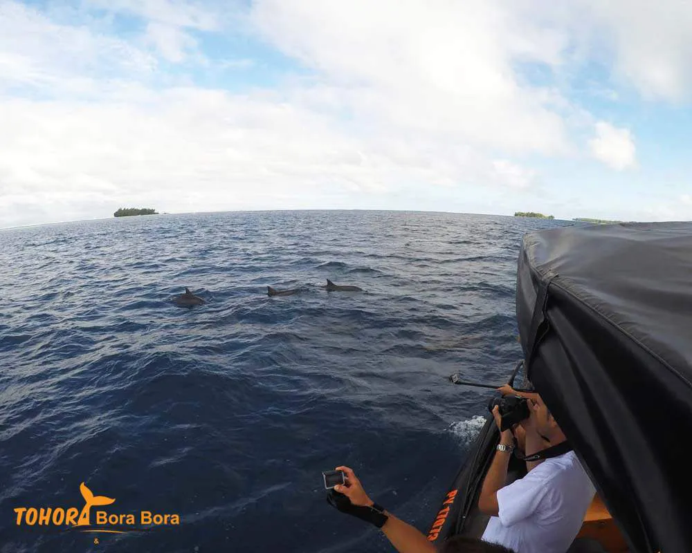 Rencontre dauphins Bora Bora