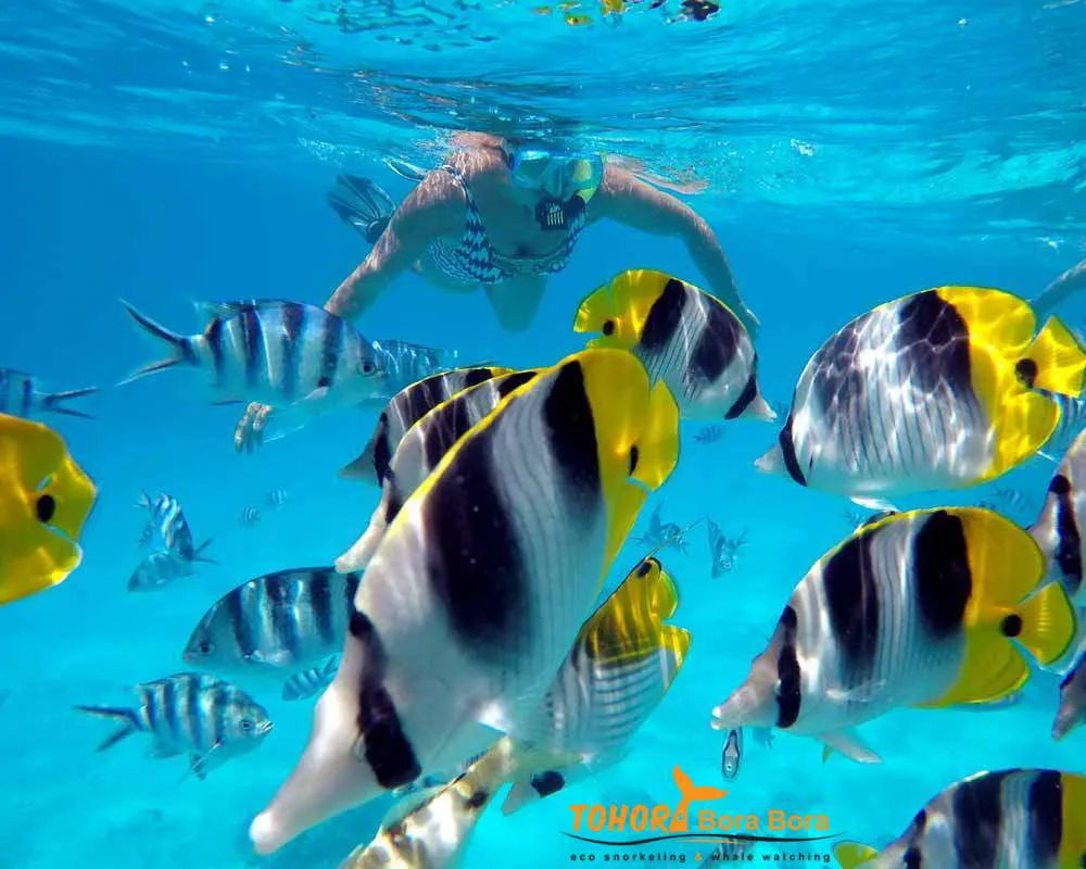 Jardin de corail snorkeling Bora Bora