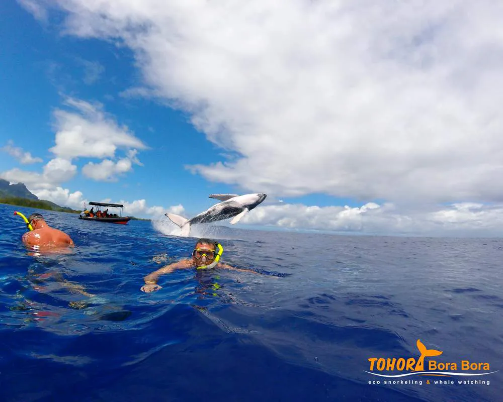 Observation baleine Bora Bora snorkeling tour
