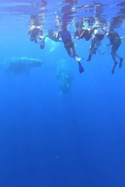 Plongeur en snorkeling avec une baleine à Bora Bora - Label Mata Tohora