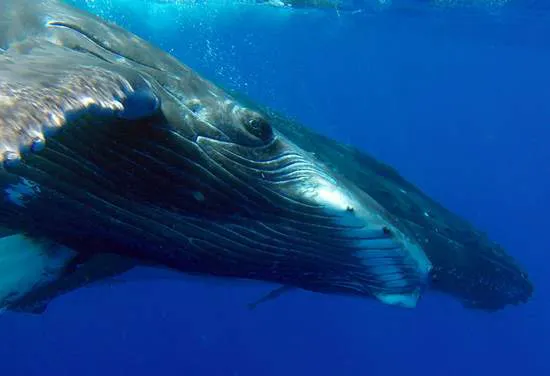 Observation des baleines avec Tohora Bora Bora