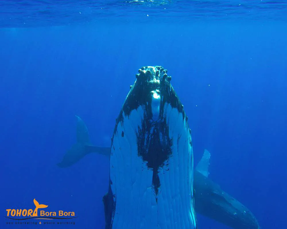 Océan Pacifique Bora Bora baleine bosses