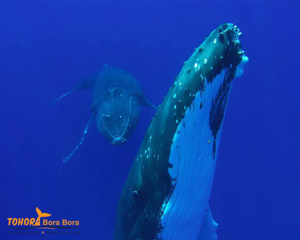 Océan Pacifique tour baleine Bora Bora