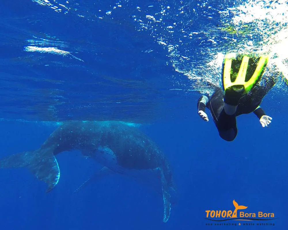 Plongeur avec les baleines Bora Bora