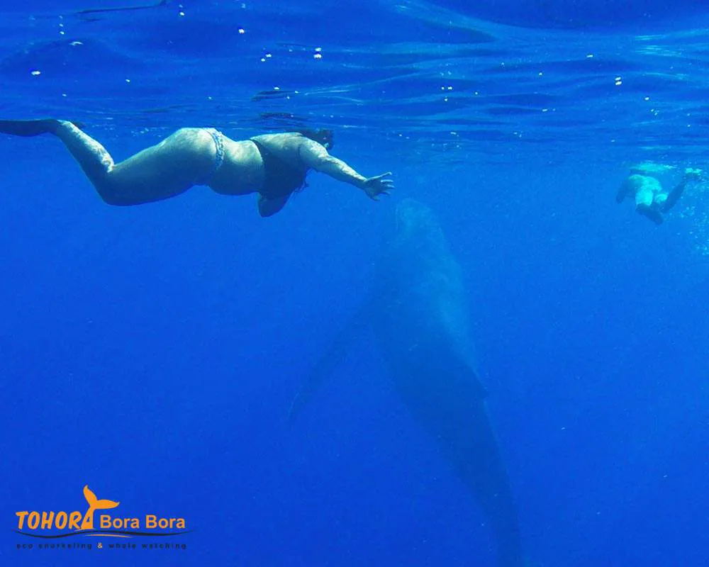 Plongeur observation baleine Bora Bora