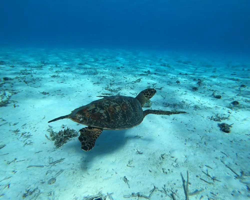 Site Motu Piti Aau tortue Bora Bora snorkeling