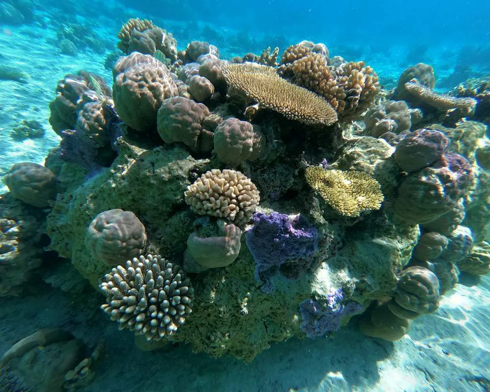 Snorkeling Bora Bora site Motu Tane coraux