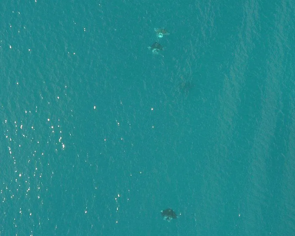 Snorkeling plongée Bora Bora site raies manta
