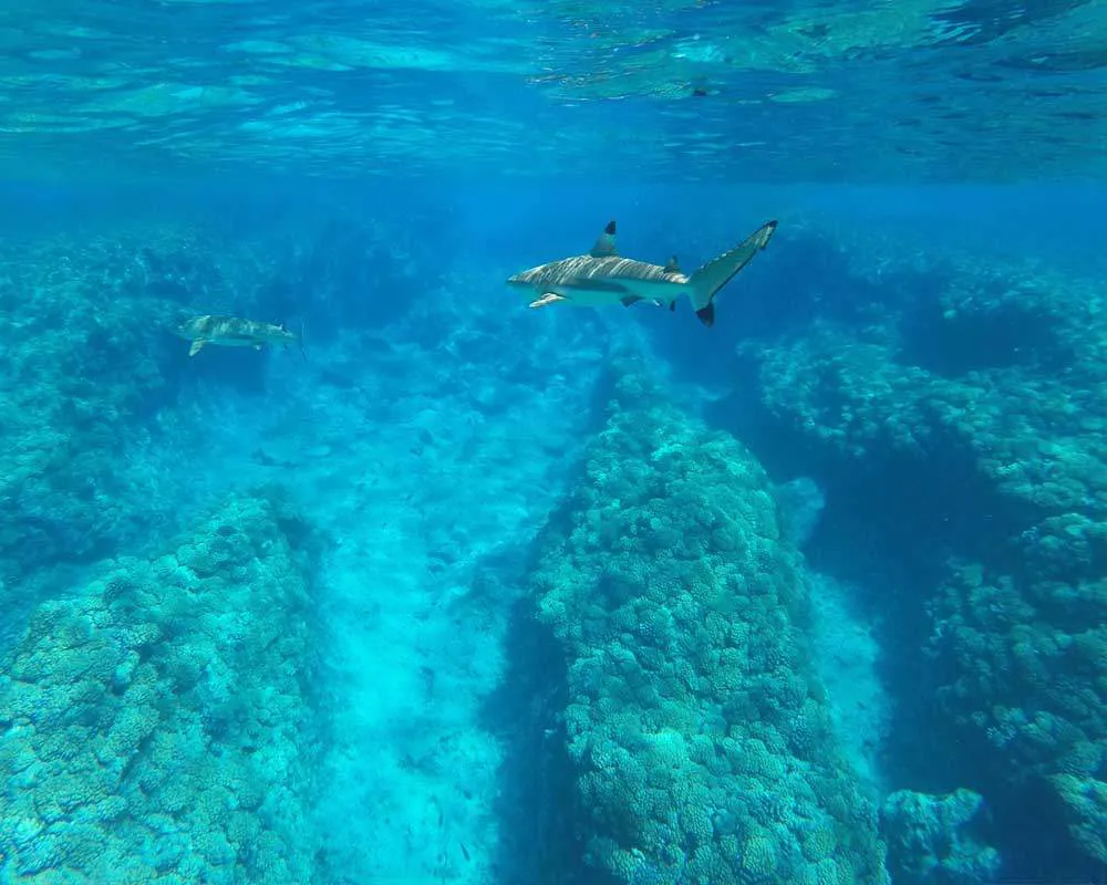 Snorkeling site Haapiti Bora Bora plongée