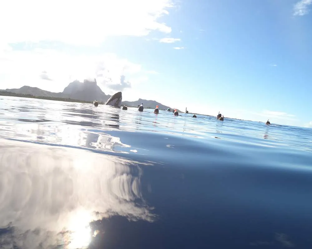Snorkeling tour Bora Bora observation baleine
