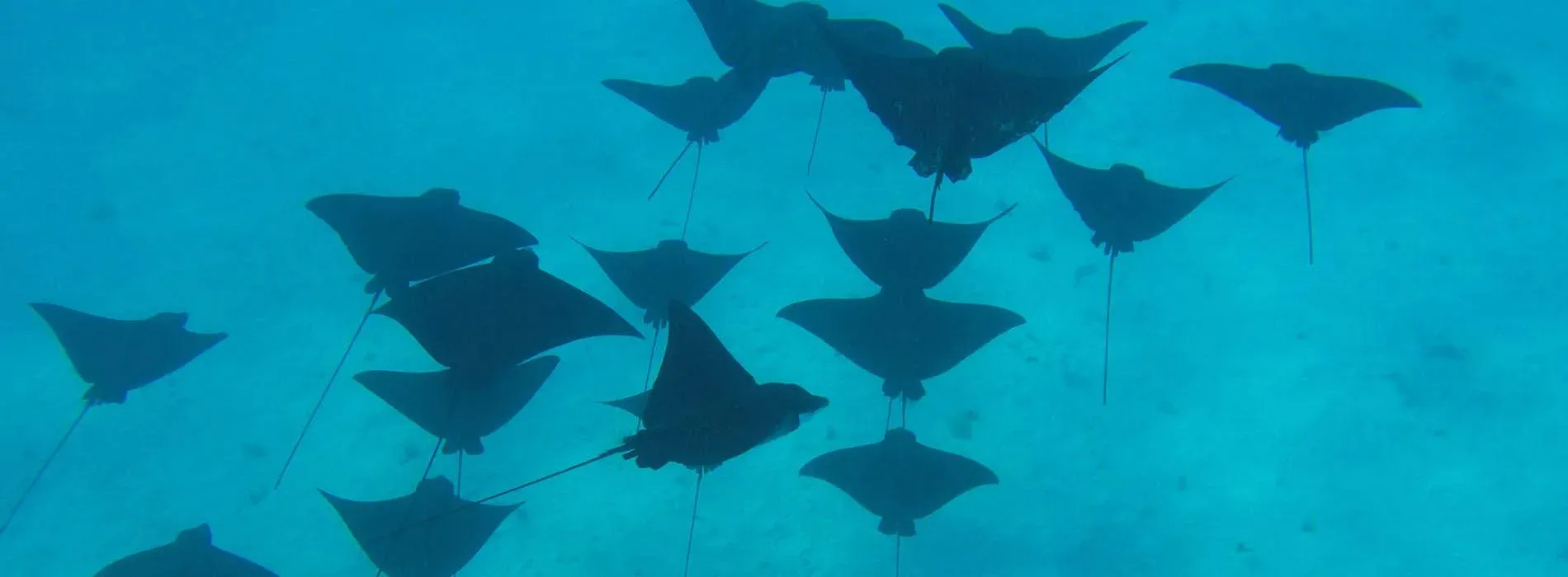 Site de snorkeling Motu Piti Aau à Bora Bora