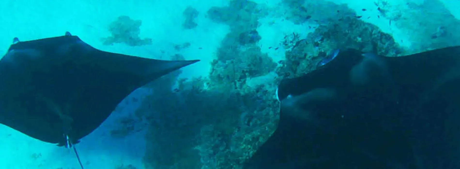 Site de snorkeling Anau - Raies Manta à Bora Bora