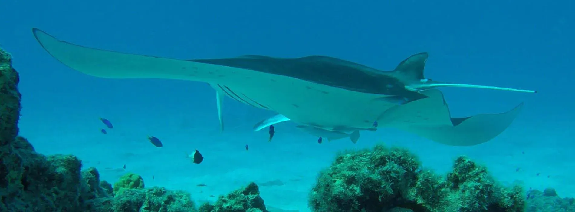 Site de snorkeling Toopua Nui à Bora Bora