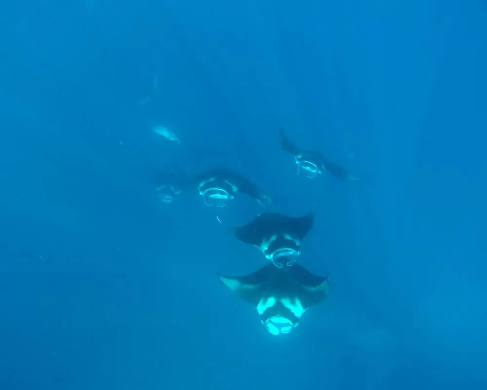 Tohora Bora Bora snorkeling