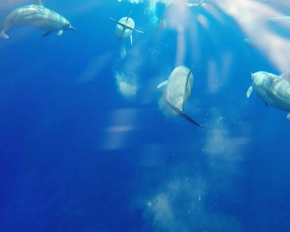 Dauphins dans le lagon de Bora Bora