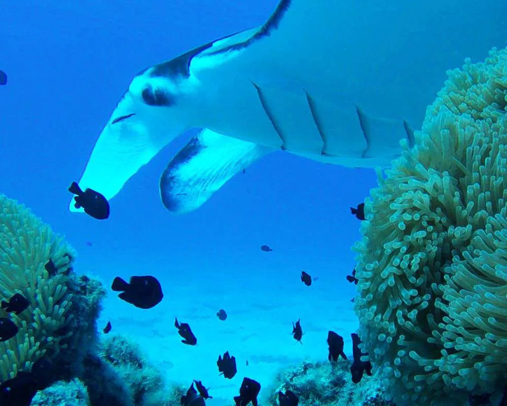 Raies manta rencontrées en snorkeling
