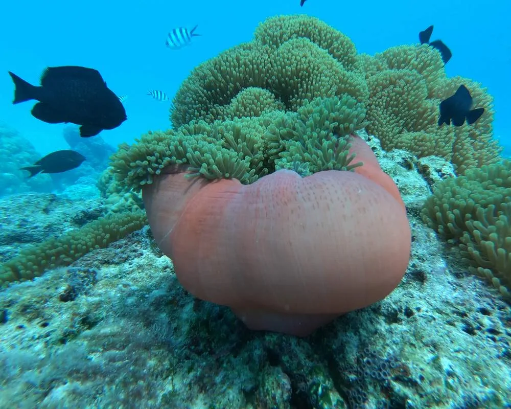 Bora Bora coral snorkeling site Toopua Iti