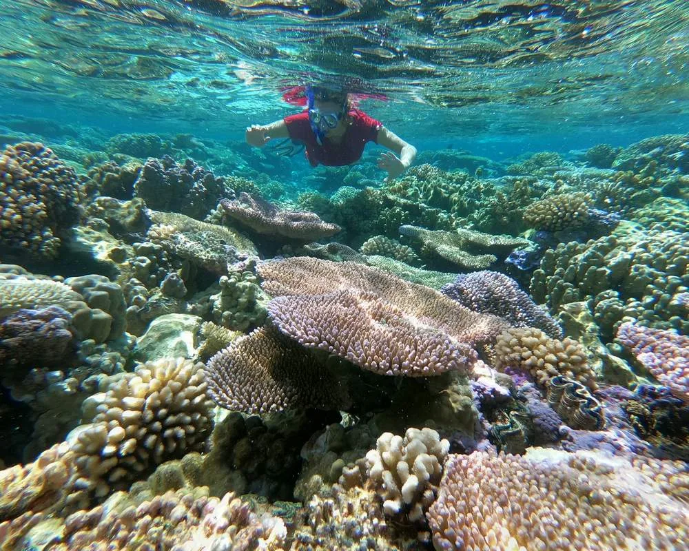 Bora Bora snorkeling coral barrier site