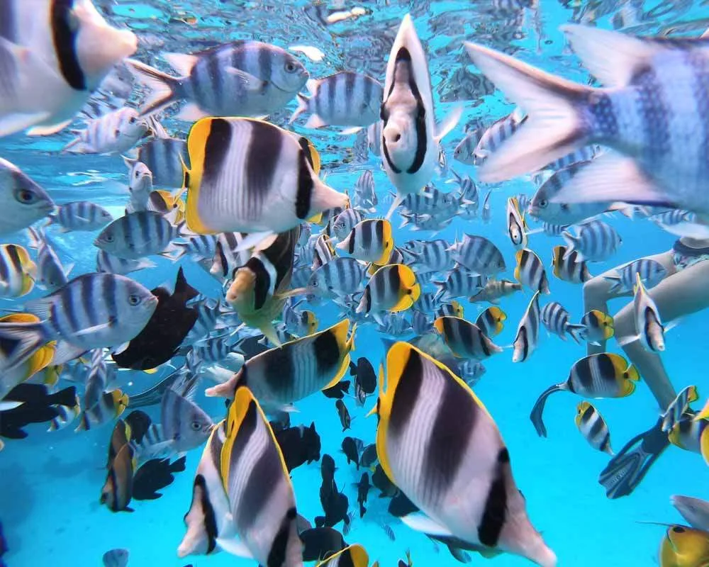 Bora Bora snorkeling site aquarium