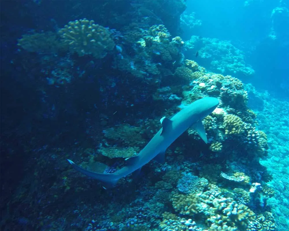 Bora Bora snorkeling site Tapu