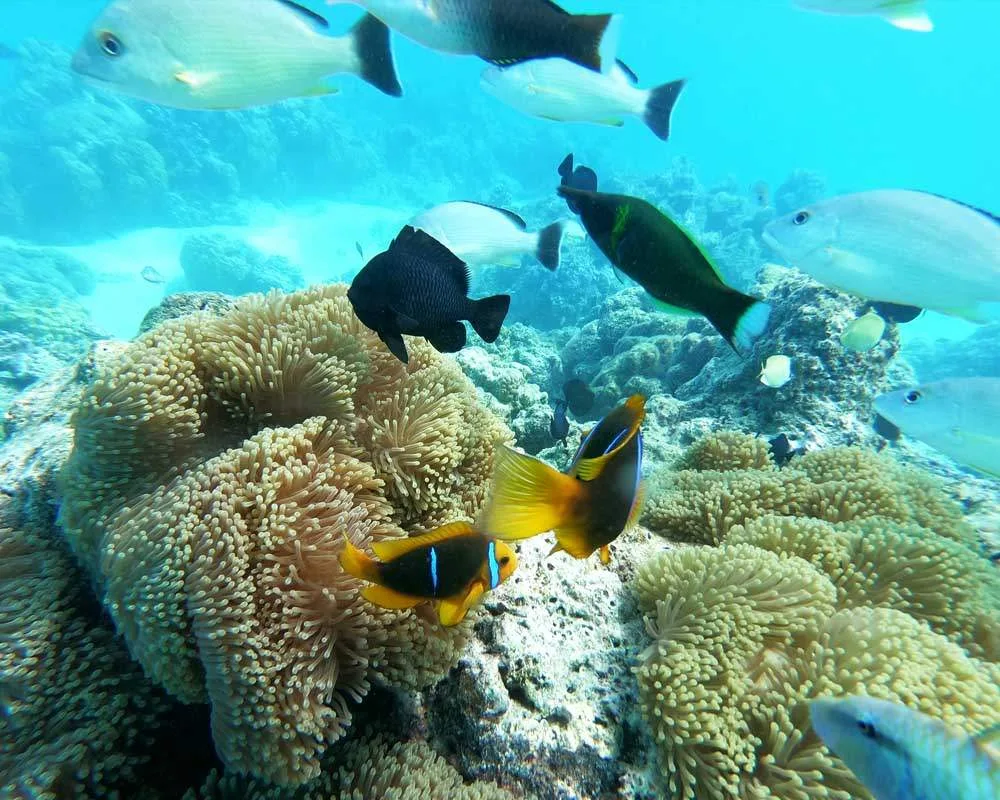 Bora Bora snorkeling site Toopua Iti
