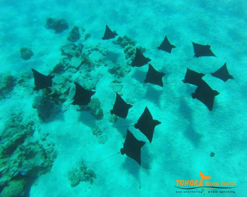 Bora Bora snorkeling tours rays