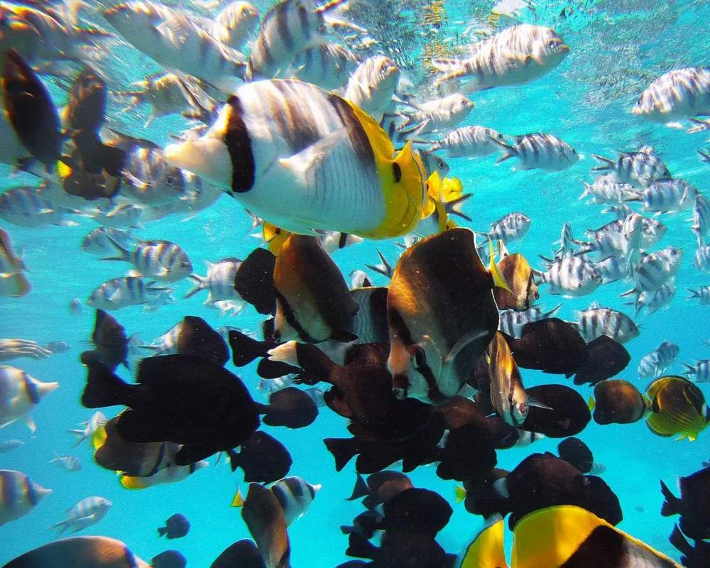 Tropical fish in Bora Bora lagoon