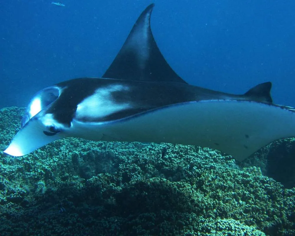Manta ray in Bora Bora