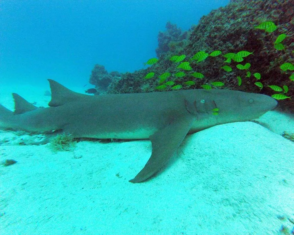 Shark exploration tour