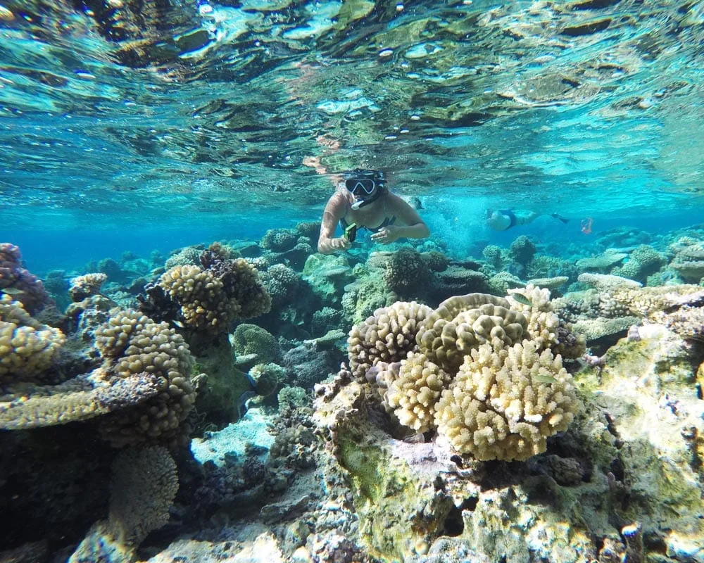 Coral reef in Bora Bora