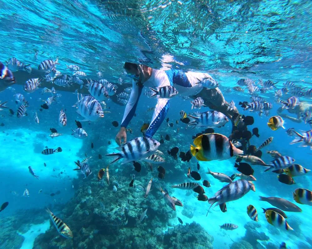 Coral snorkeling fish diver