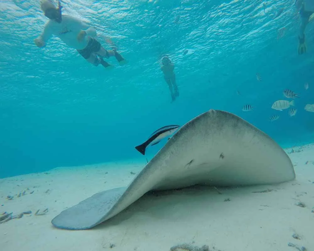 Snorkeling Bora Bora site aquarium