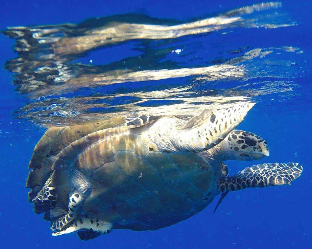 Snorkeling Bora Bora site Haapiti
