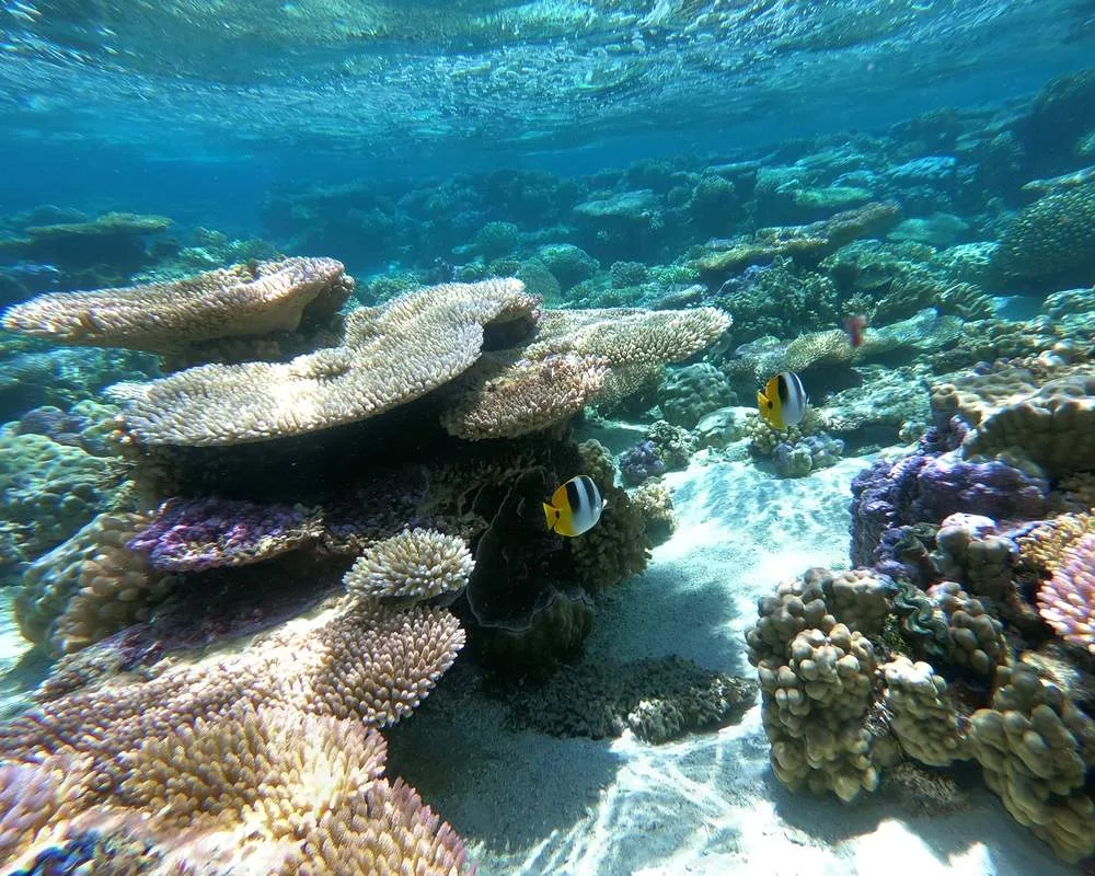 Snorkeling Bora coral Bora