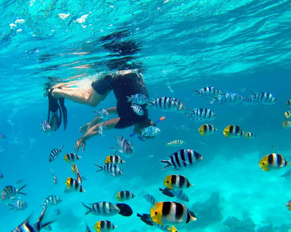 Snorkeling site Bora Bora Aquarium diver